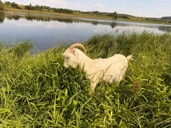 Dişi keçi, LaMancha goats