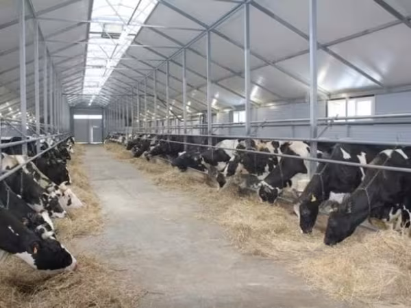 Cow, Holstein breed