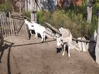 Keçi, LaMancha goats — foto 4