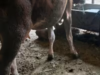 Vache, Race Alatauskaya — photo 3