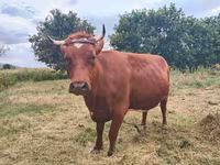 Cow, Cattle — photo 1