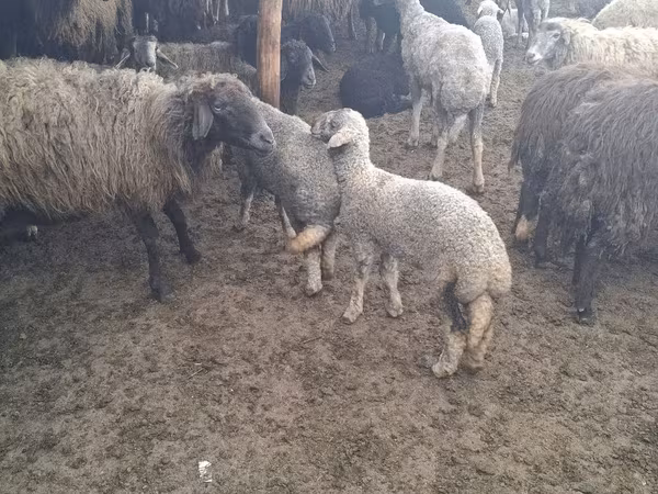 Berbec, Oi — Republica Moldova