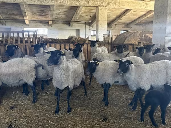 Oveja, Romanov sheep