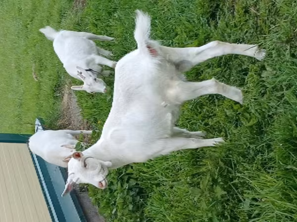 Goat, Goats