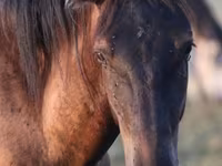 Cheval, Vladimir heavy draft — photo 1