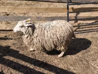 Carnero, Kazakh fat-tailed coarsewool sheep — foto 6