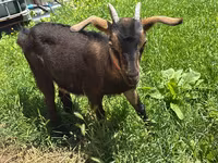 عنزة, Nubian Goat — الصورة 2