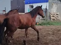 Cal, Horse breed — foto 5