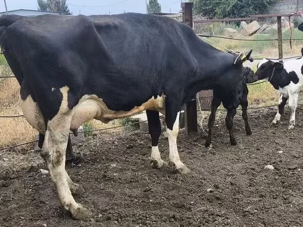Sigir, Russian Black pied cattle