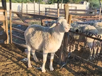 Widder, Assaf sheep — Foto 3