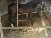 Mare, Friesian sport horse — photo 6