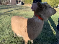 Cabra, Cabras — foto 1