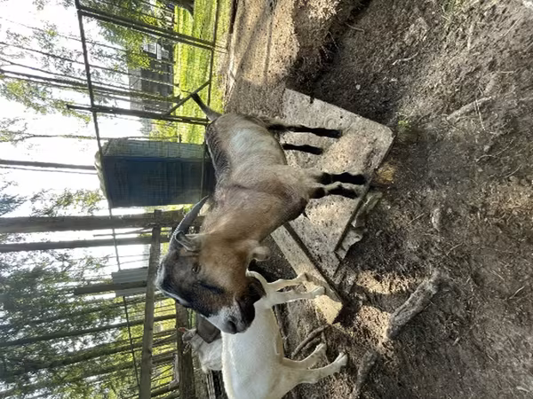 Ziegenbock, LaMancha goats