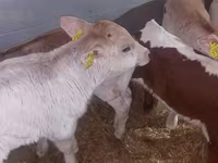 ثور, Simmental cattle — الصورة 6
