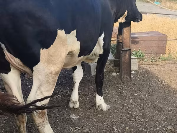 Sigir, Russian Black pied cattle