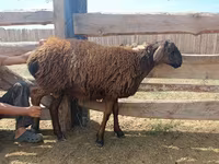 Bélier, Edilbay sheep — photo 7