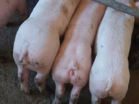 Vier, Porci — foto 1
