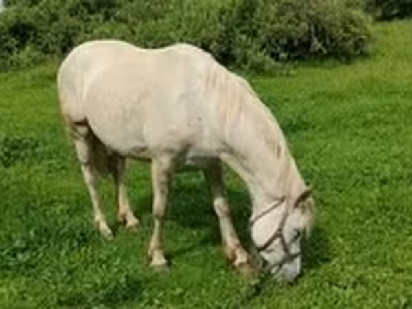 Iapă, Cai