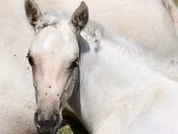 Madyan, Quarter Horse — foto 4