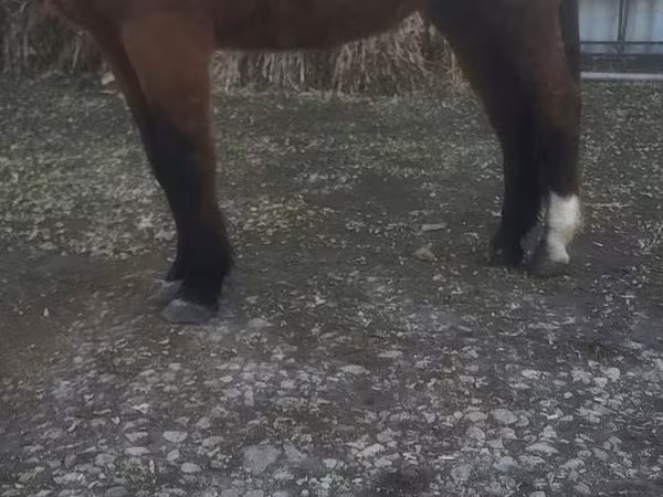 Horse (M), Horses