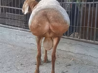 Berbec, Saryarka sheep — foto 4
