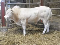Bou, Blonde d’Aquitane cattle — foto 4