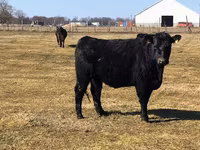 Touro, Raça Holstein — foto 5