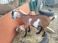 عنزة, LaMancha goats — الصورة 5