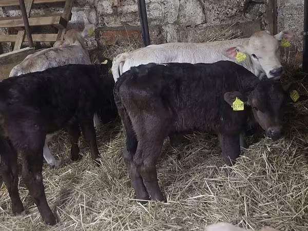 Bou, Simmental cattle
