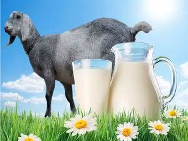Lapte de capra (ferma de prasila) козье молоко (племенная ферма)
