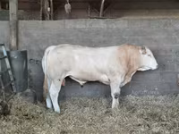 Bou, Bovine — foto 3