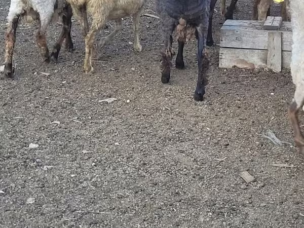 كبش, الأغنام