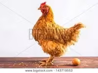 Chickens — foto 5