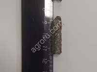 Шрот подсолнечный гранулированный — foto 1