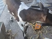 Vacă, Bovine — foto 3