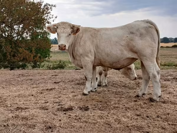 Vacă, Charolais cattle