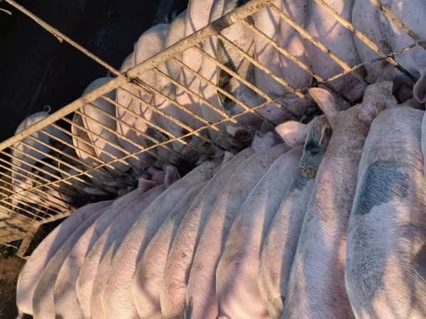 Boar, Pigs