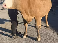 بقرة, Simmental cattle — الصورة 2