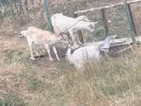 Ziege, Ziegen — Foto 1