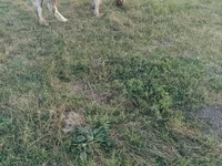 गाय, मवेशी — फ़ोटो 4