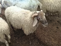 Ram, Sheep — photo 4