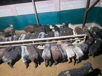 كبش, الأغنام — الصورة 4