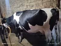 Cow, Holstein breed — photo 2