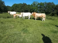 Taureau, Blonde d’Aquitane cattle — photo 6