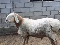 Qoʻchqor, Arashan sheep — 1-rasm