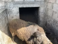 Vind porc mangaliță — 照片 5