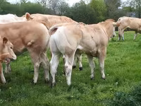 Taureau, Blonde d’Aquitane cattle — photo 2