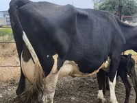 गाय, Russian Black pied cattle — फ़ोटो 6