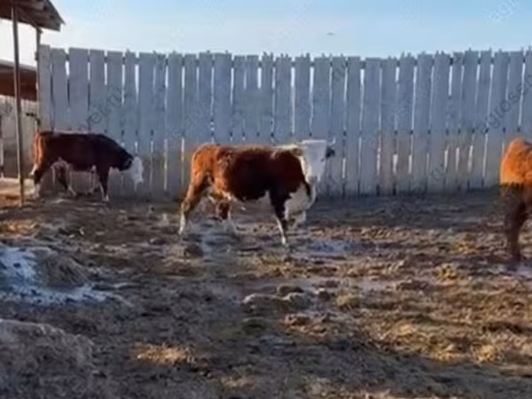 Бык, Герефорд