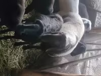 Widder, Rhon sheep — Foto 6